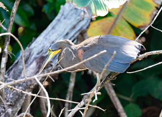 Naked-throated heron, Tigrisoma mexicanum stands on a branch in its natural habitat, Osa Peninsula, Costa Rica