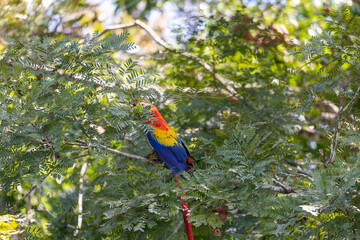 One red parrot on a tree during a rest on a tropical tree on their natural habitat, Osa, Ara peninsula, Costa Rica.