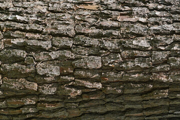 Old Wood Texture for nature Background.