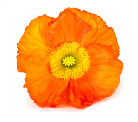 Orange poppy flower