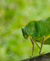 Close-up of a green hay horse, a bush cricket of Tettigonia viridissima species in its natural habitat, Costa Rica