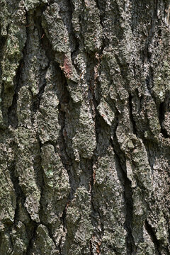Old Wood Texture for nature Background.