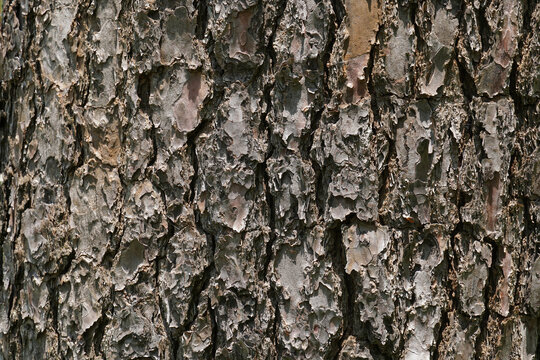Old Wood Texture for nature Background.