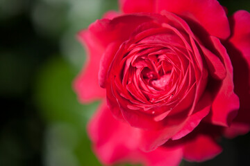 真っ赤なバラの花のクローズアップ	