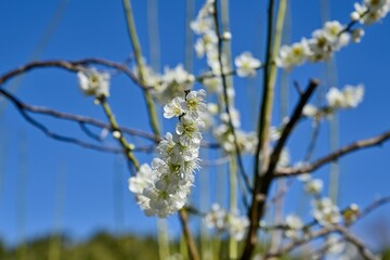 青空バックに咲く満開の白梅