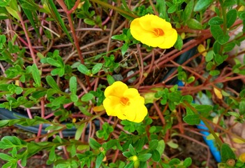 The beautiful photo of yellow wild flowers.