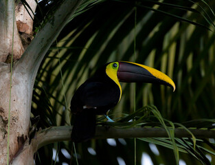Chestnut-mandibled toucan species Swainson's toucan resting on a tree in its natural tropical habitat, Costa Rica.