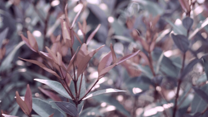 photo of artistic colorful leaves in the garden