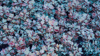 photo of artistic colorful coleus leaves in the garden