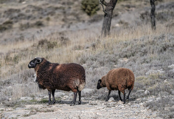 sheep in a mountain area grazing
