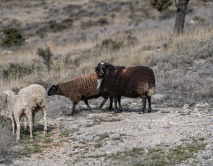 sheep in a mountain area grazing