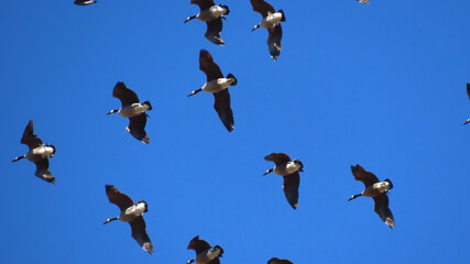 Canada Geese Headed North