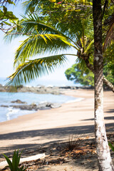 Tropical palm tree on a beautiful exotic beach in a sunny day during the morning, Osa peninsula, Costa Rica.