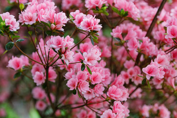 Blooming pink flowers