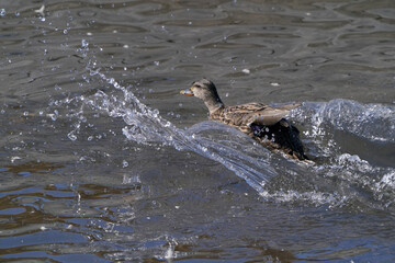 Mallard ducks in lake in winter on sunny day
