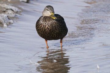 Mallard ducks in lake in winter on sunny day
