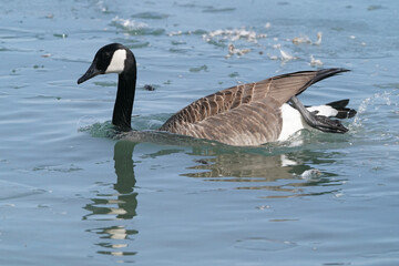 Canada geese in winter at lake on bright sunny freezing winter day. Swimming, walking and flying