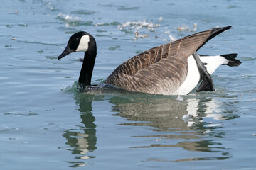 Fototapeta premium Canada geese in winter at lake on bright sunny freezing winter day. Swimming, walking and flying