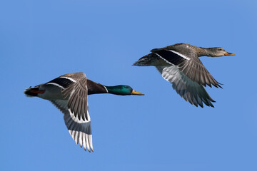 Mallard ducks in lake in winter on sunny day
