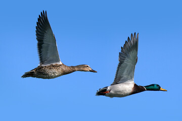 Mallard ducks in lake in winter on sunny day
