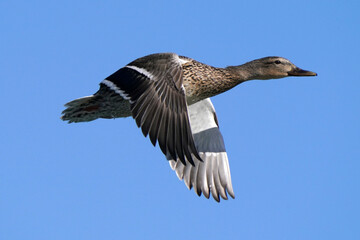 Mallard ducks in lake in winter on sunny day
