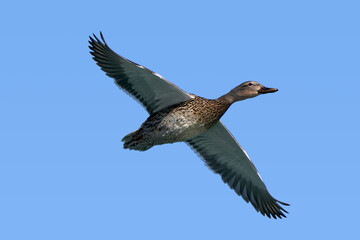 Mallard ducks in lake in winter on sunny day

