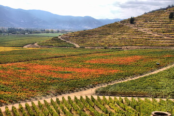 Vineyard at Colchagua valley in Chile