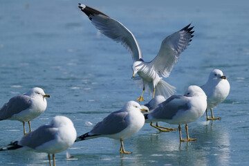 Ring billed gulls at the lake in winter flying landing flapping, fighting and resting in a big flock on ice