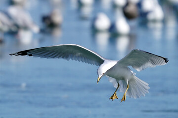 Ring billed gulls at the lake in winter flying landing flapping, fighting and resting in a big flock on ice