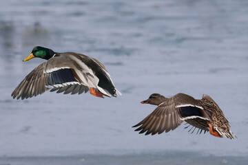 Mallard ducks in lake in winter on sunny day
