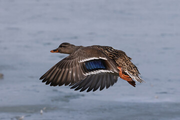 Mallard ducks in lake in winter on sunny day
