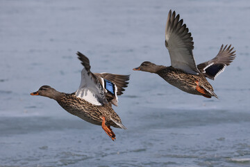 Mallard ducks in lake in winter on sunny day
