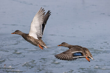 Mallard ducks in lake in winter on sunny day
