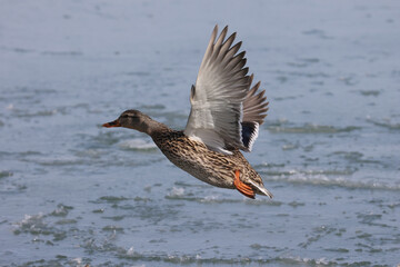 Mallard ducks in lake in winter on sunny day
