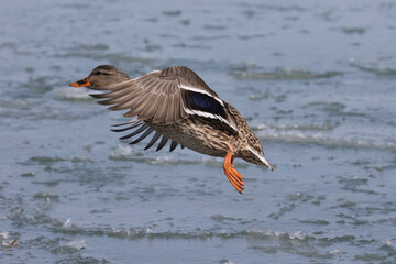 Mallard ducks in lake in winter on sunny day
