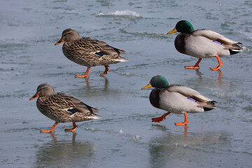 Mallard Geese at the lake in winter swimming, walking on ice, flying, looking for food and pairing up for breeding season
