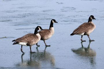 Canada geese at the lake in winter