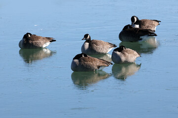 Canada geese at the lake in winter