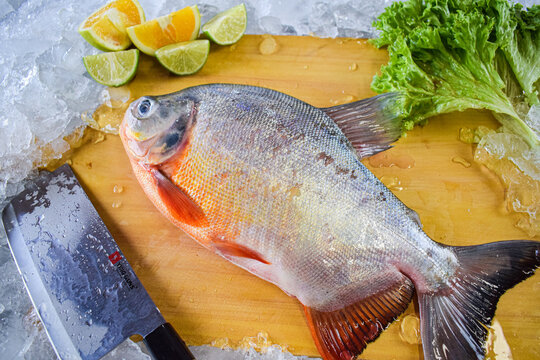 fresh fish on the board