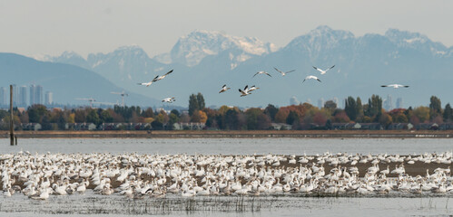 Steveston Jetty Geese