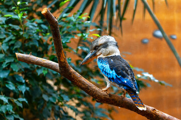  Kookaburra sleeping on the branch . Exotic bird with blue feathers