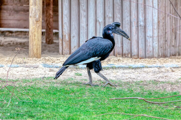 Abyssinian Ground Hornbill in the zoo . Bird with strange beak . Bucorvus Abyssinicus