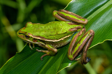 Green and Golden Bell Frog