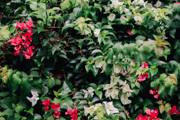 Pink Bougainvillea flower. flowers as a floral background. Bougainvillea flowers texture and background. Close-up view Bougainvillea tree with flowers	