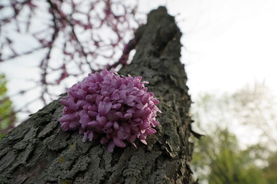 Close up of blooming redbud tree with blurred blooms in the blue sky background.