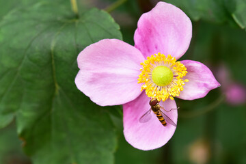 ピンクのシュウメイギクに蜂