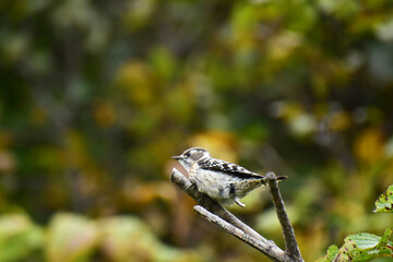 枝の先に止まる秋のコゲラ