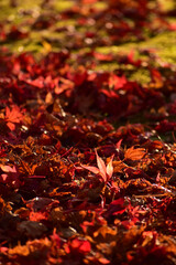 朝日で光るモミジの絨毯