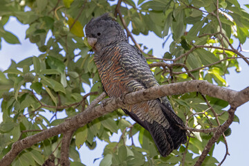 Female Gang Gang Cockatoo perched in tree