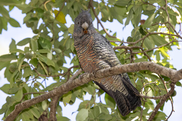 Female Gang Gang Cockatoo perched in tree